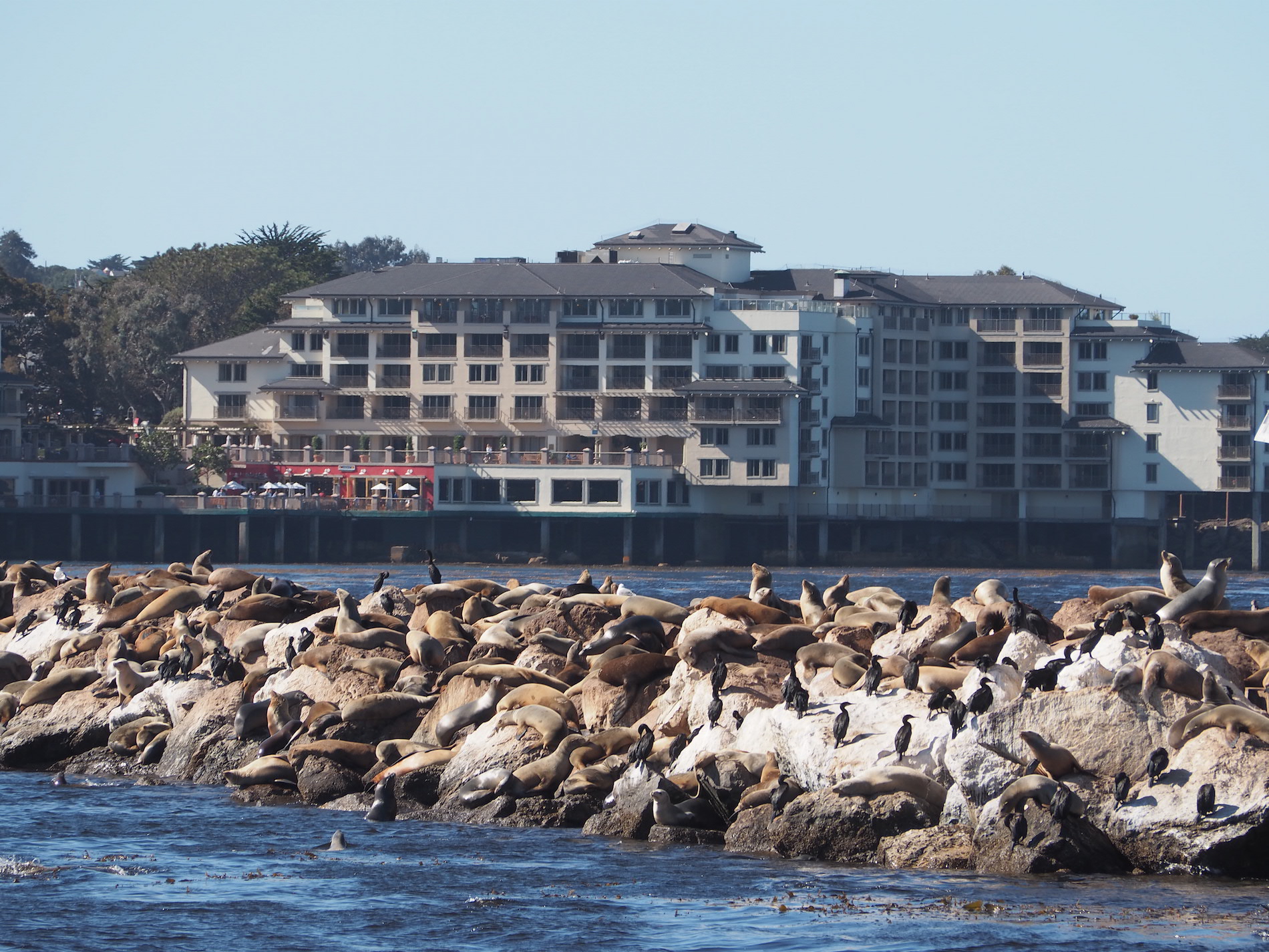 Monterey_Seals