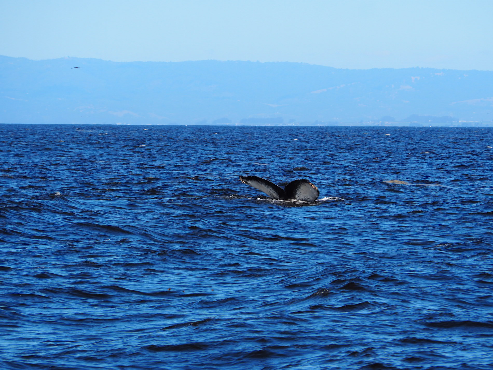 Monterey_WhaleWatch
