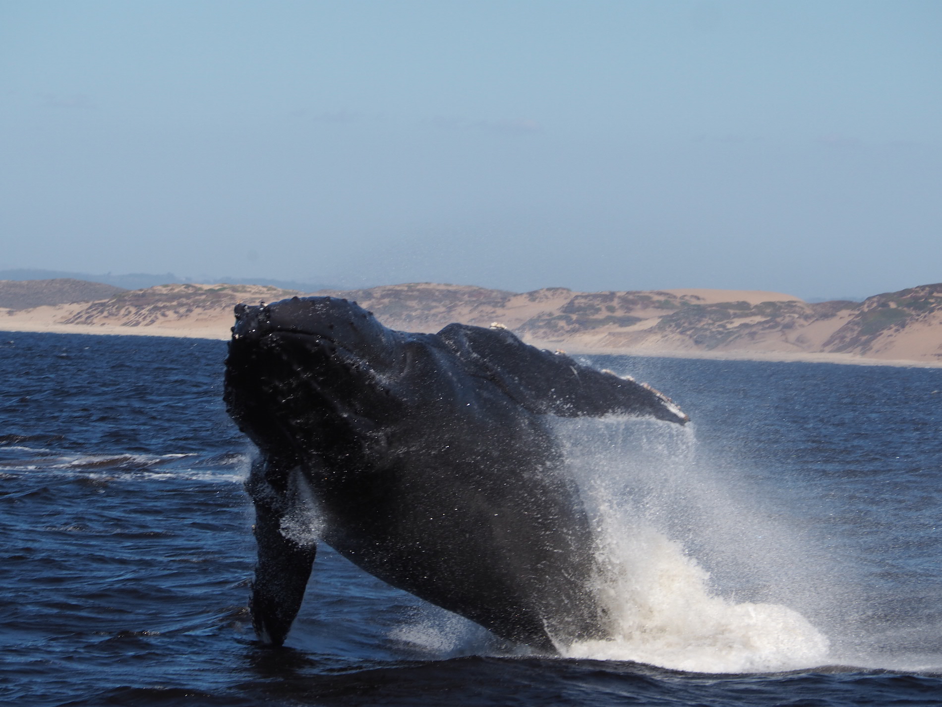 Monterey_WhaleWatch