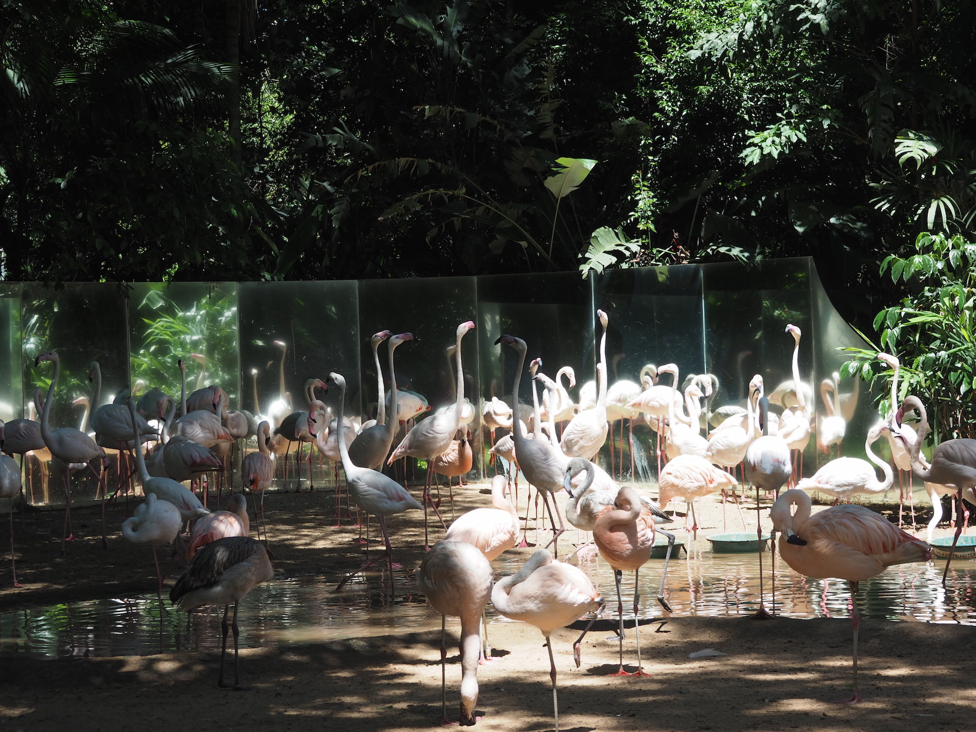 parque dos aves