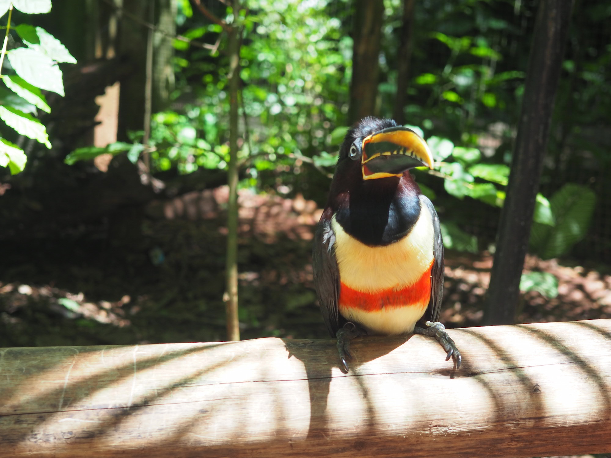parque dos aves