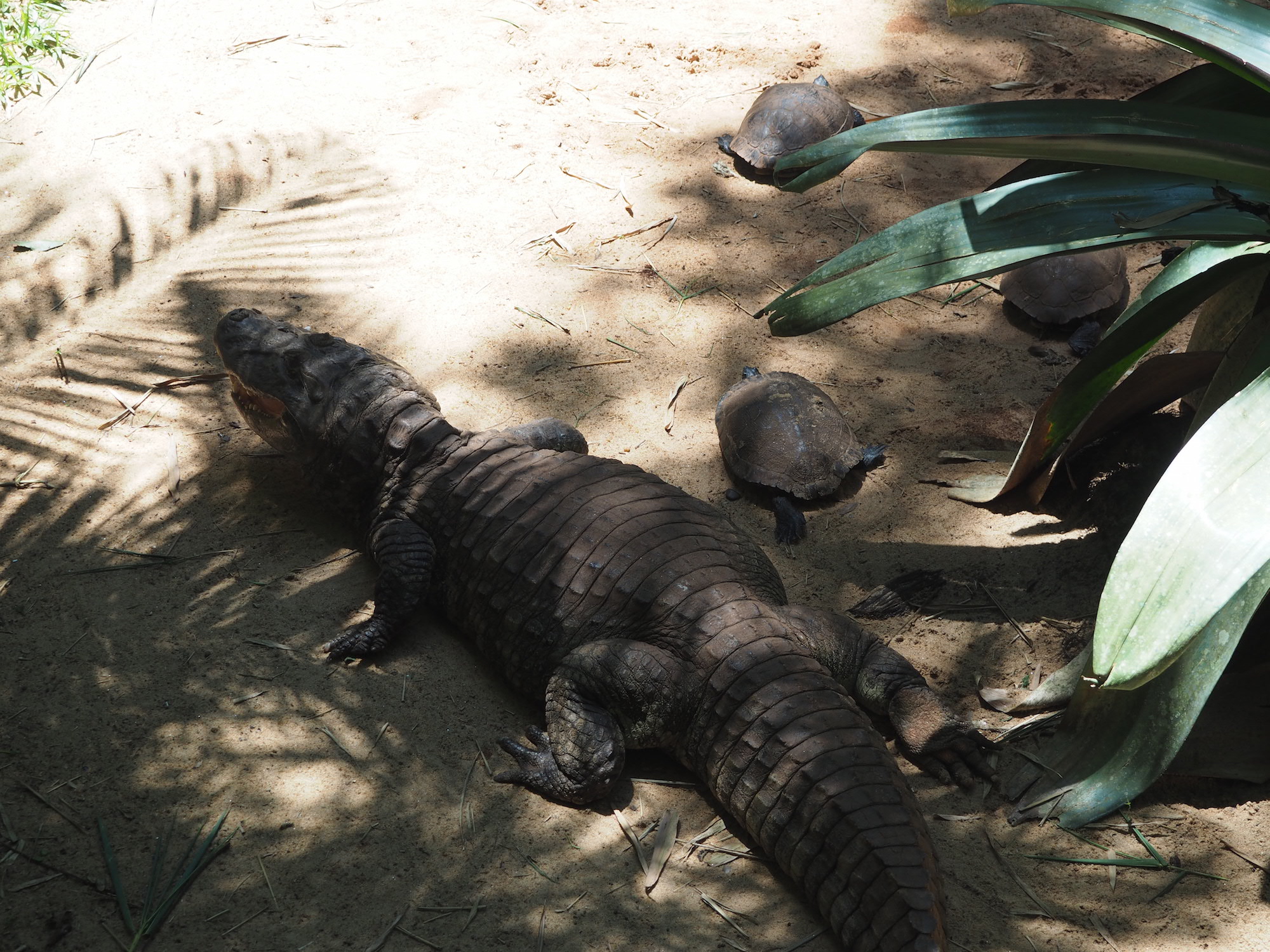 parque dos aves