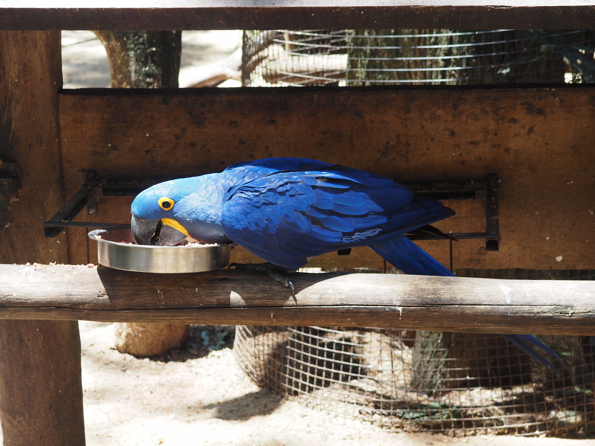 parque dos aves