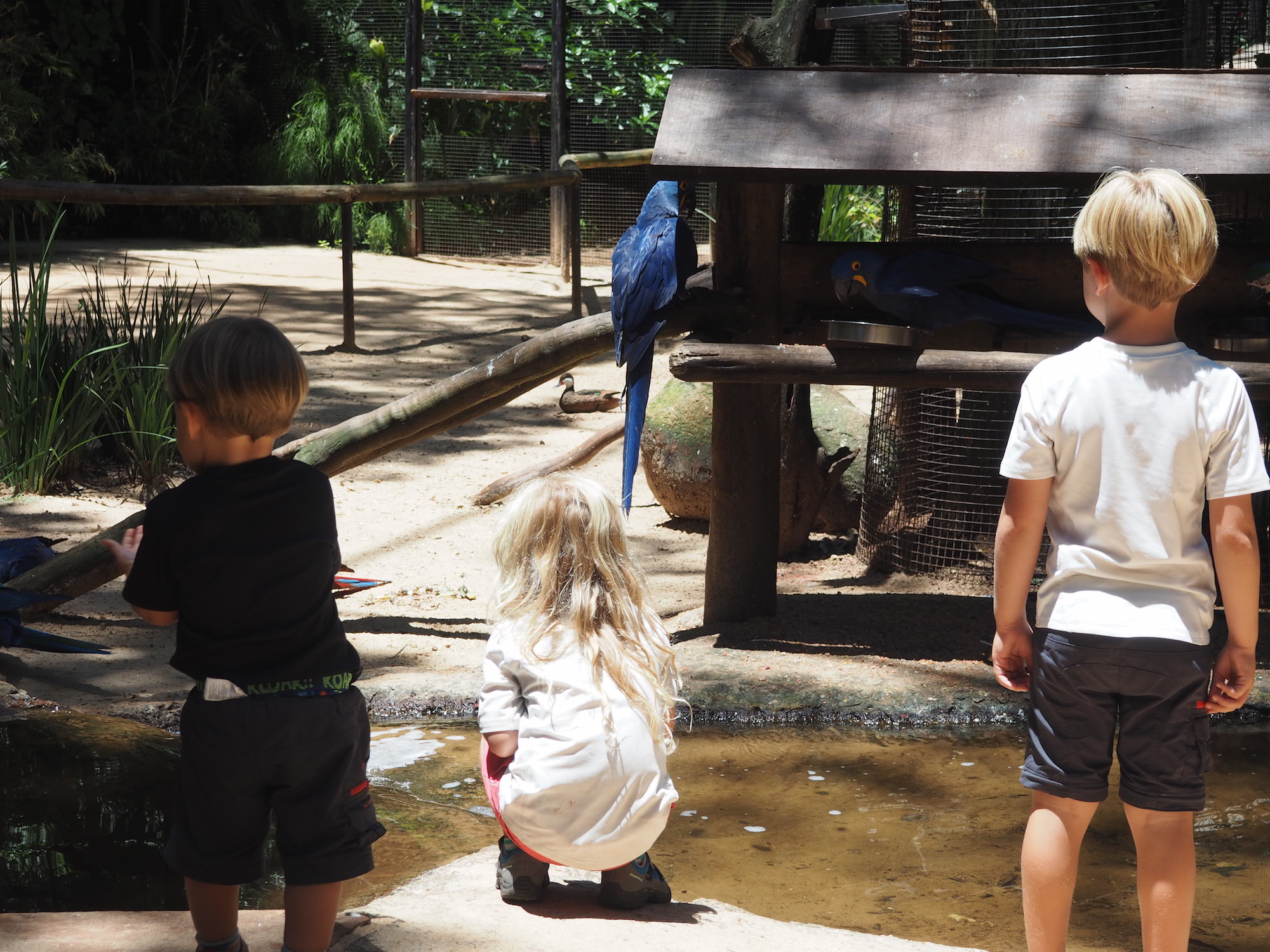 parque dos aves