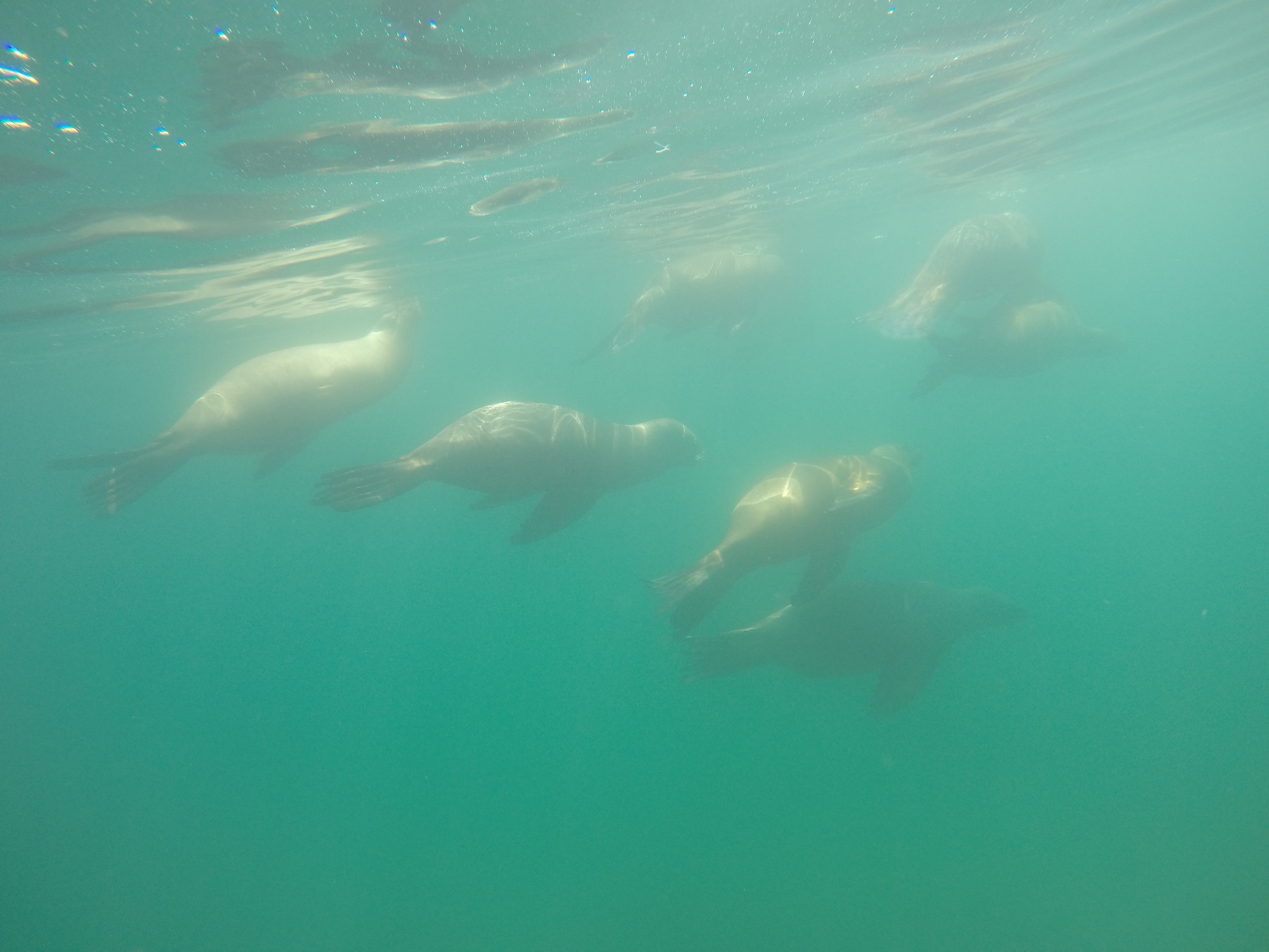 Nage avec les lions de mer