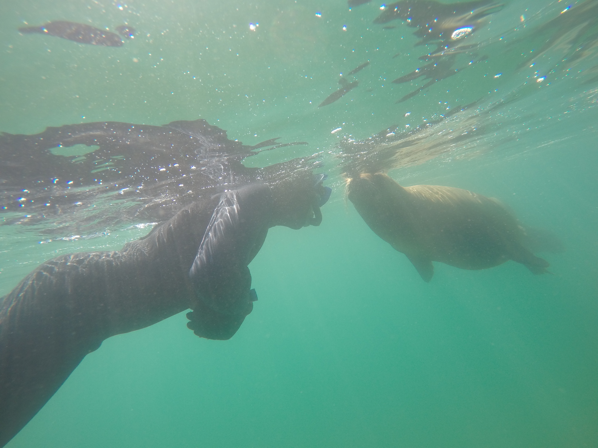 Nage avec les lions de mer