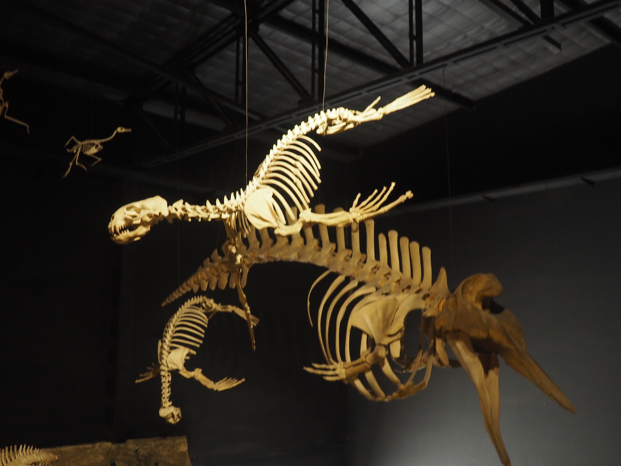 Musée des dinosaures trelew