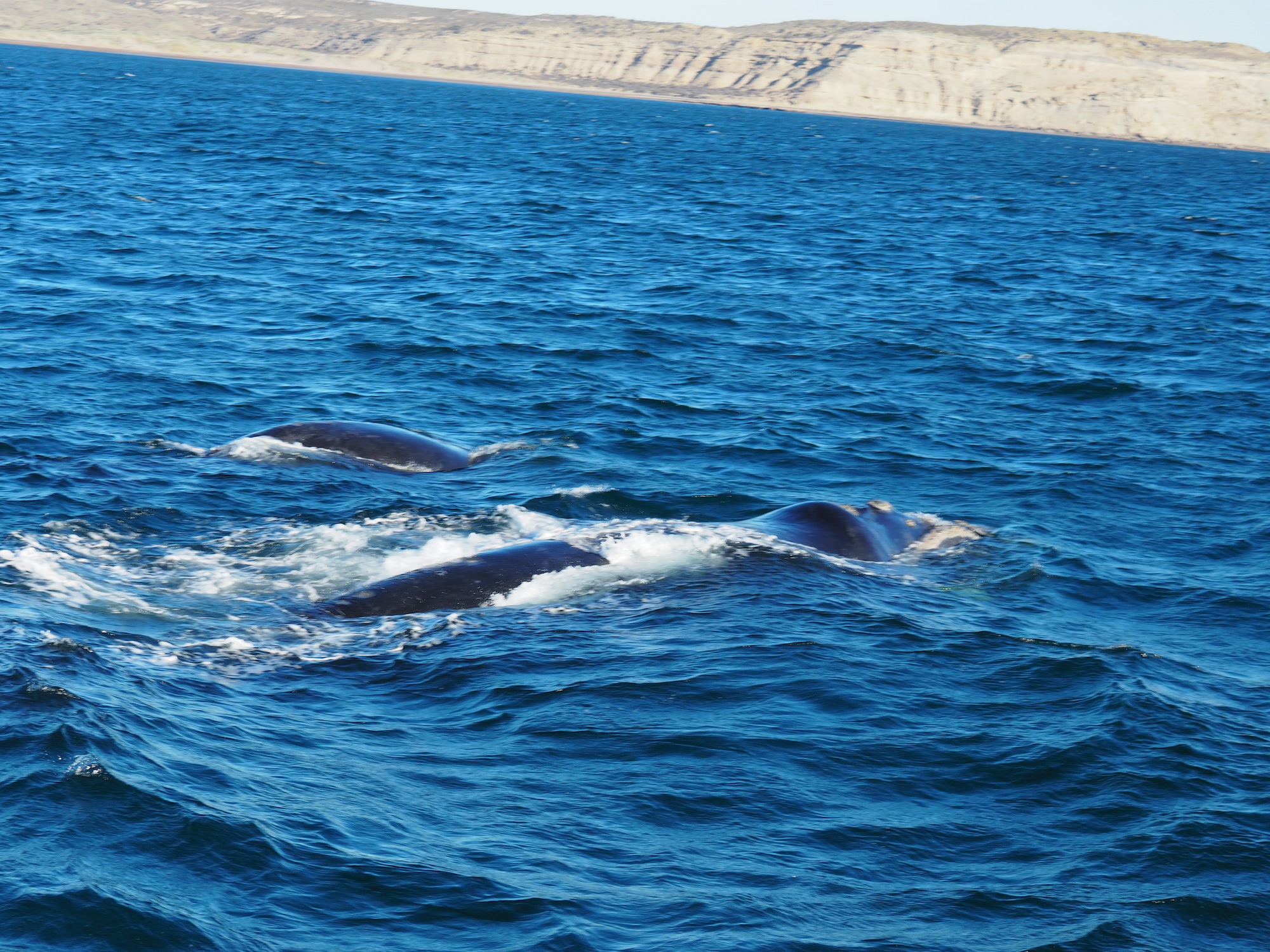 Peninsula Valdès avec les enfants