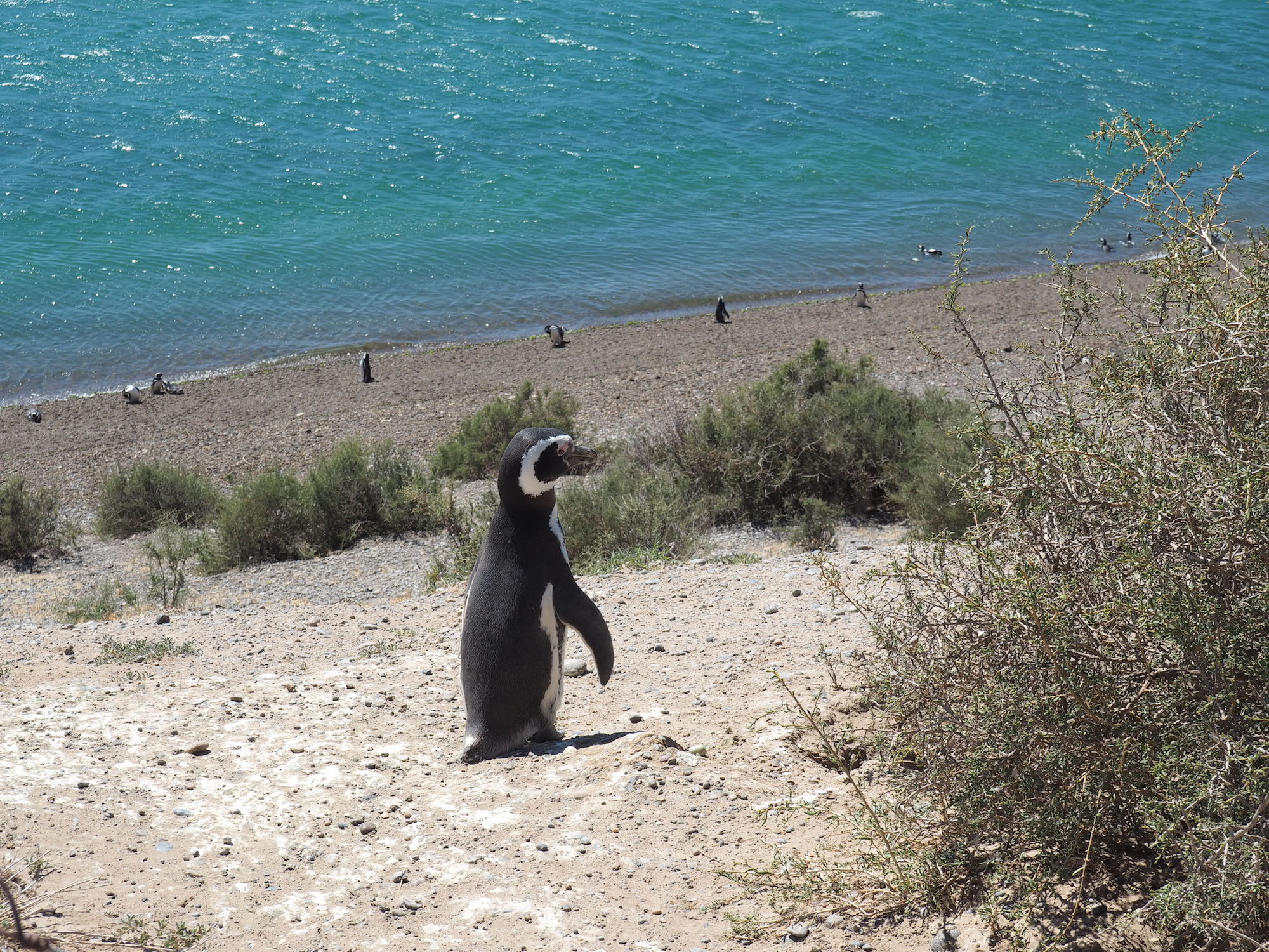 pingouins puerto piramides