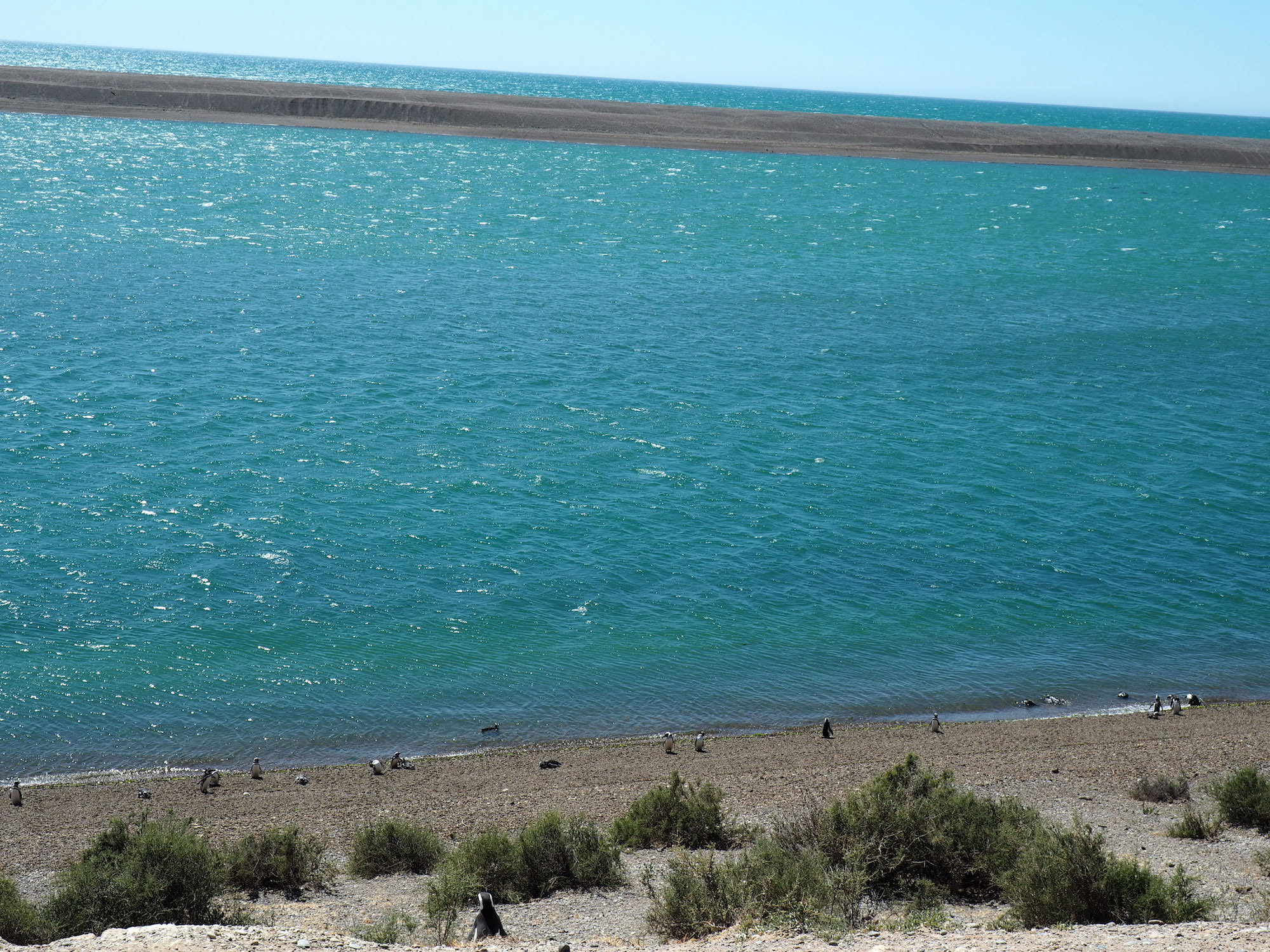 pingouins puerto piramides
