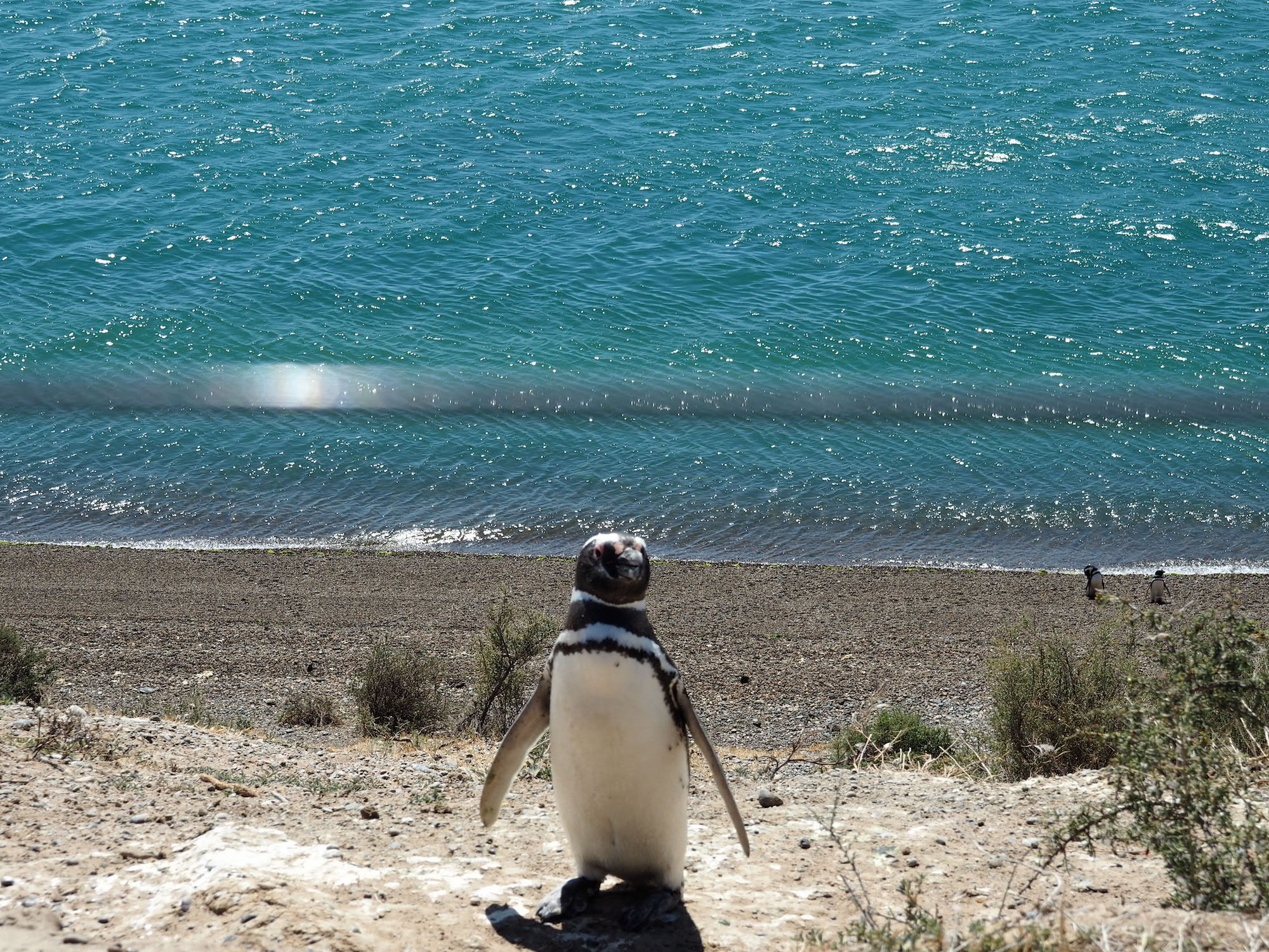 pingouins puerto piramides