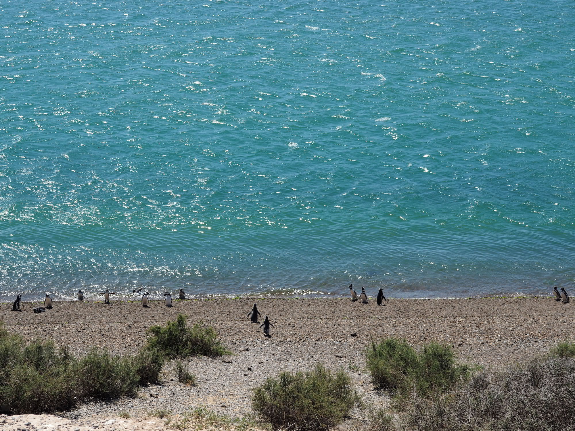 pingouins puerto piramides