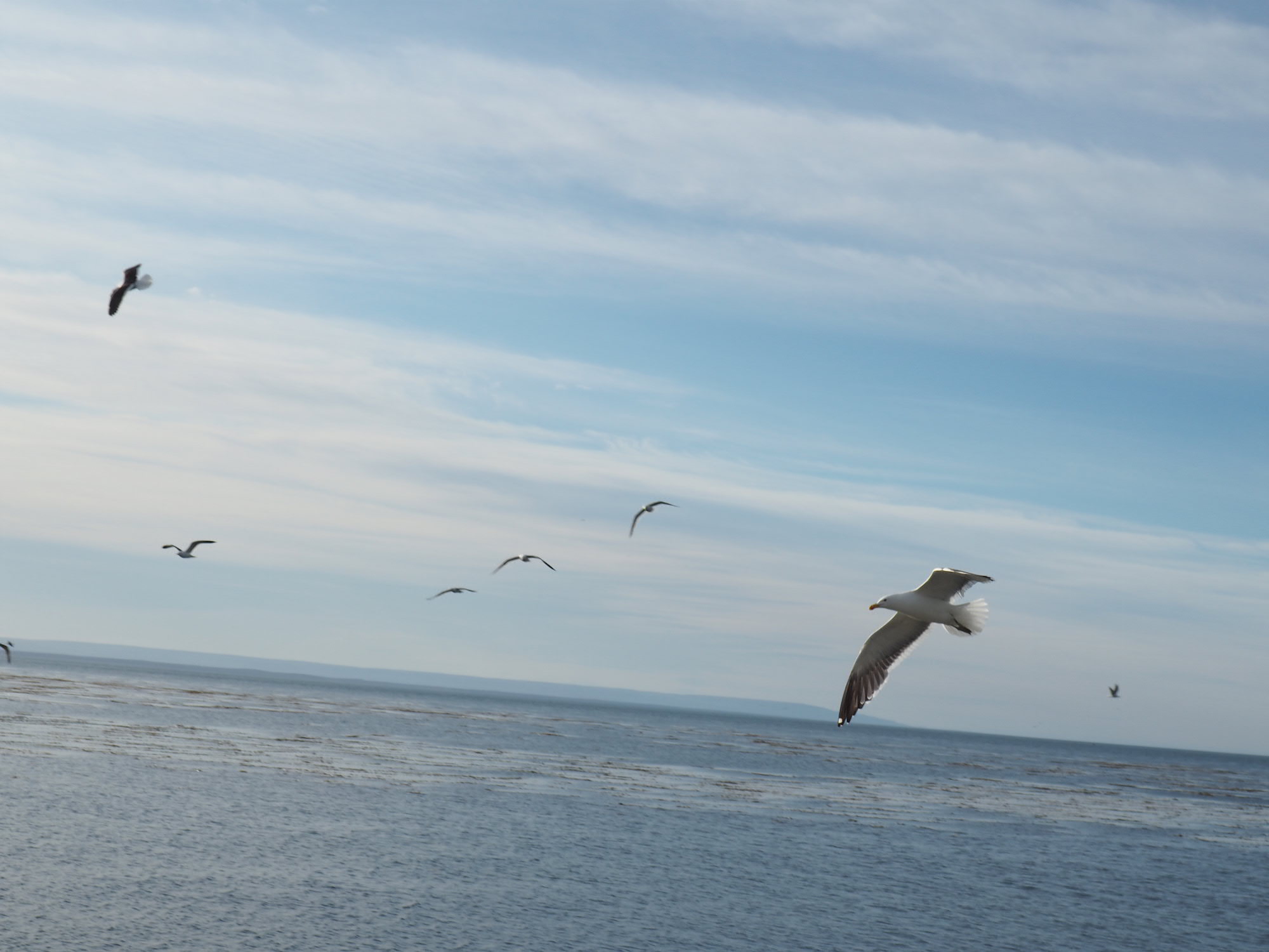 Croisiere Australis en famille Ushuaia Punta Arenas