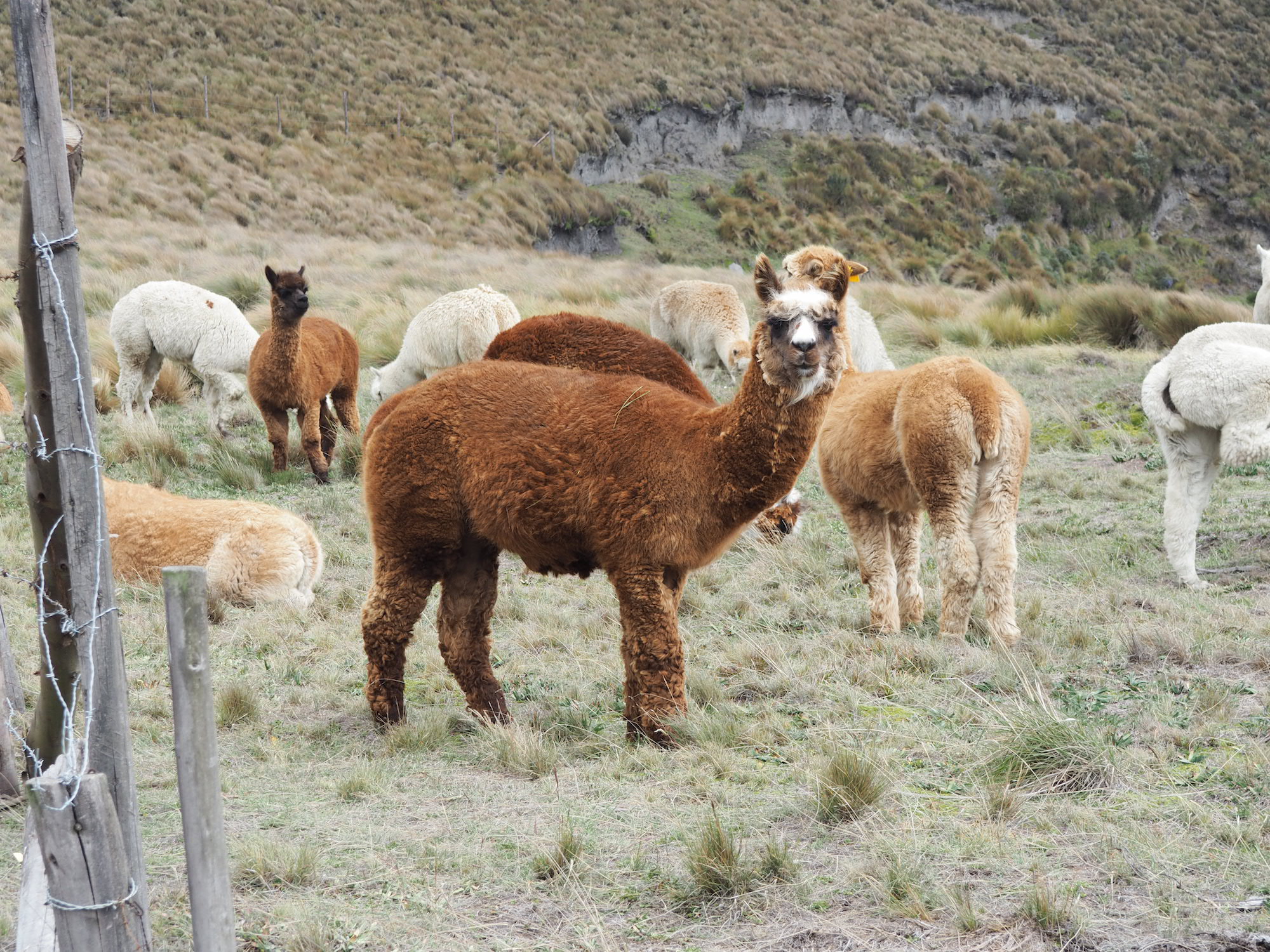 Chimborazo en famille