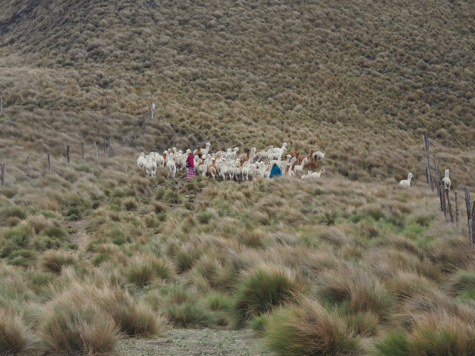 Chimborazo en famille