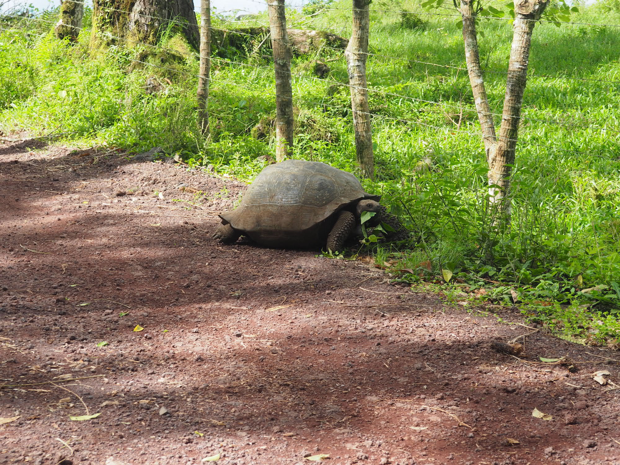 Santa cruz tortues géantes galapagos