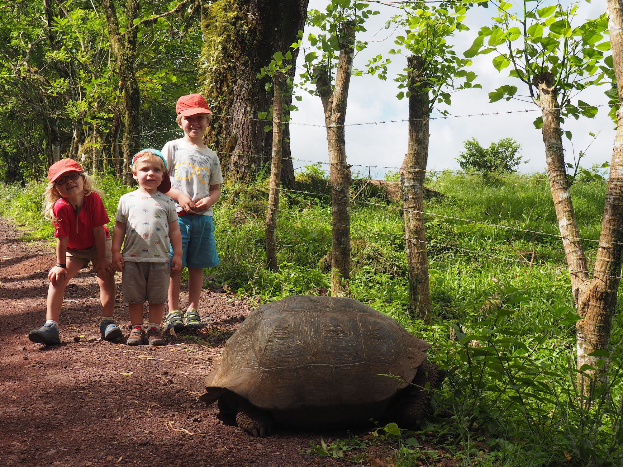 Santa cruz tortues géantes galapagos