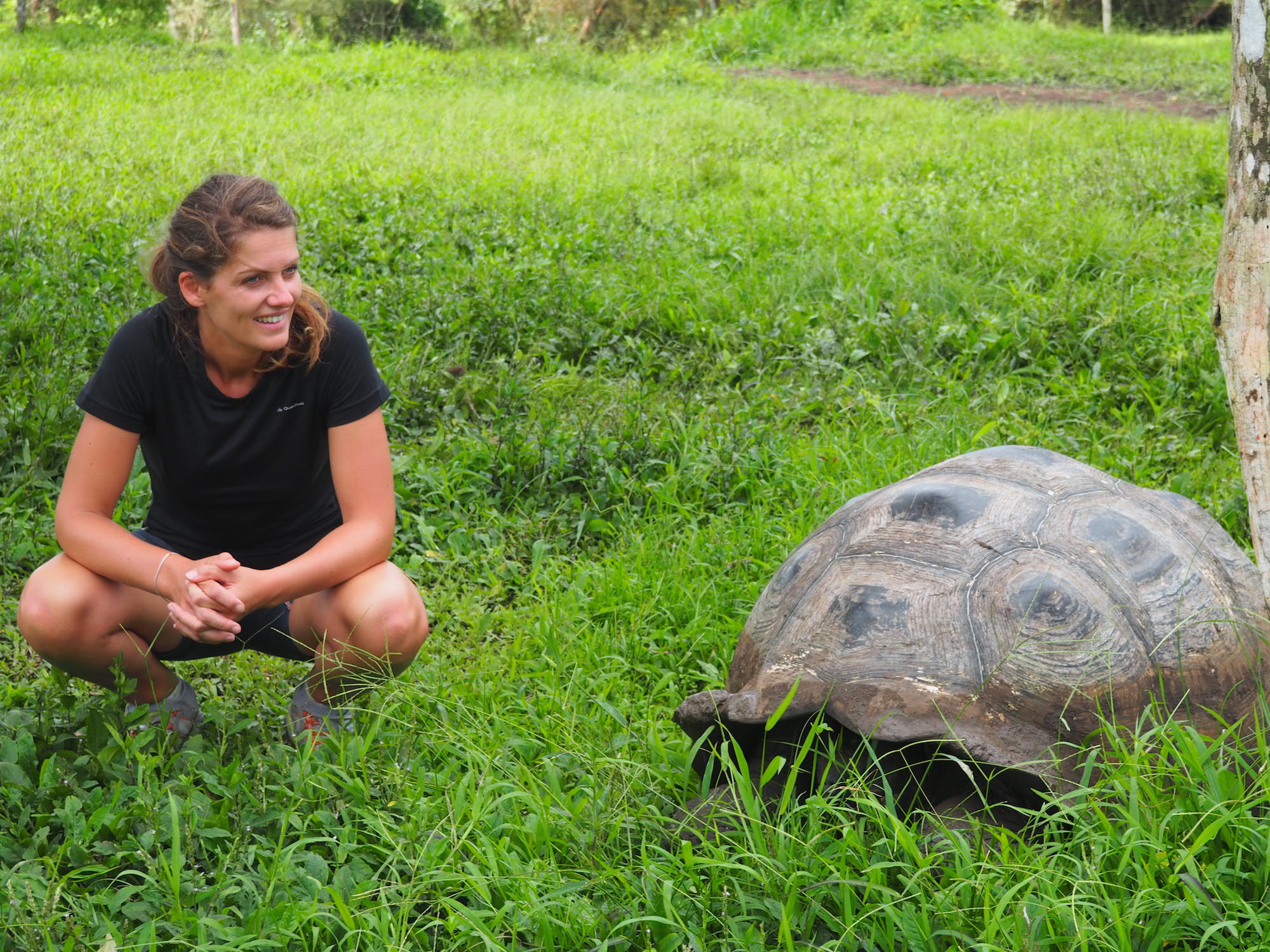 Santa cruz tortues géantes galapagos