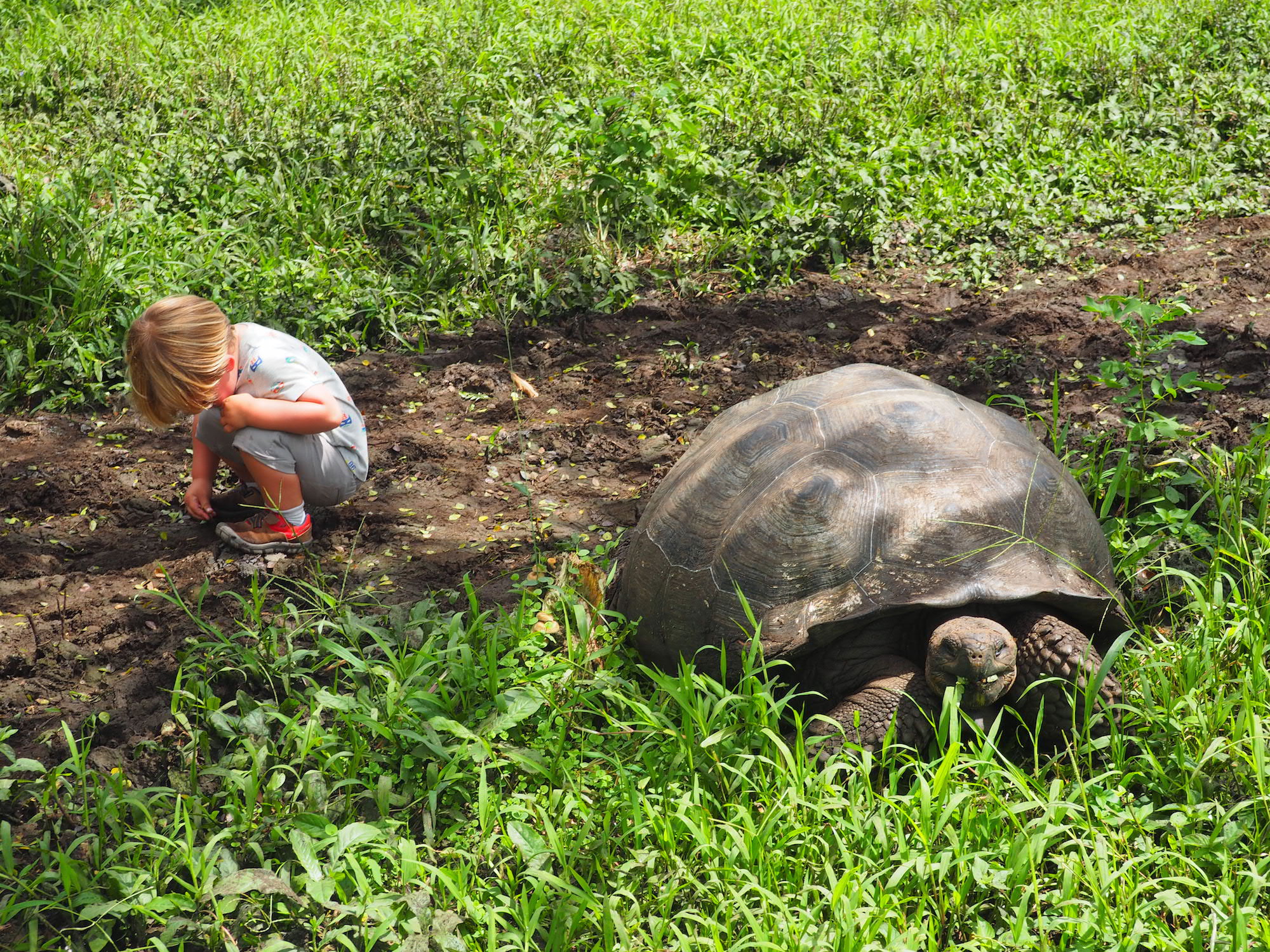 Santa cruz tortues géantes galapagos