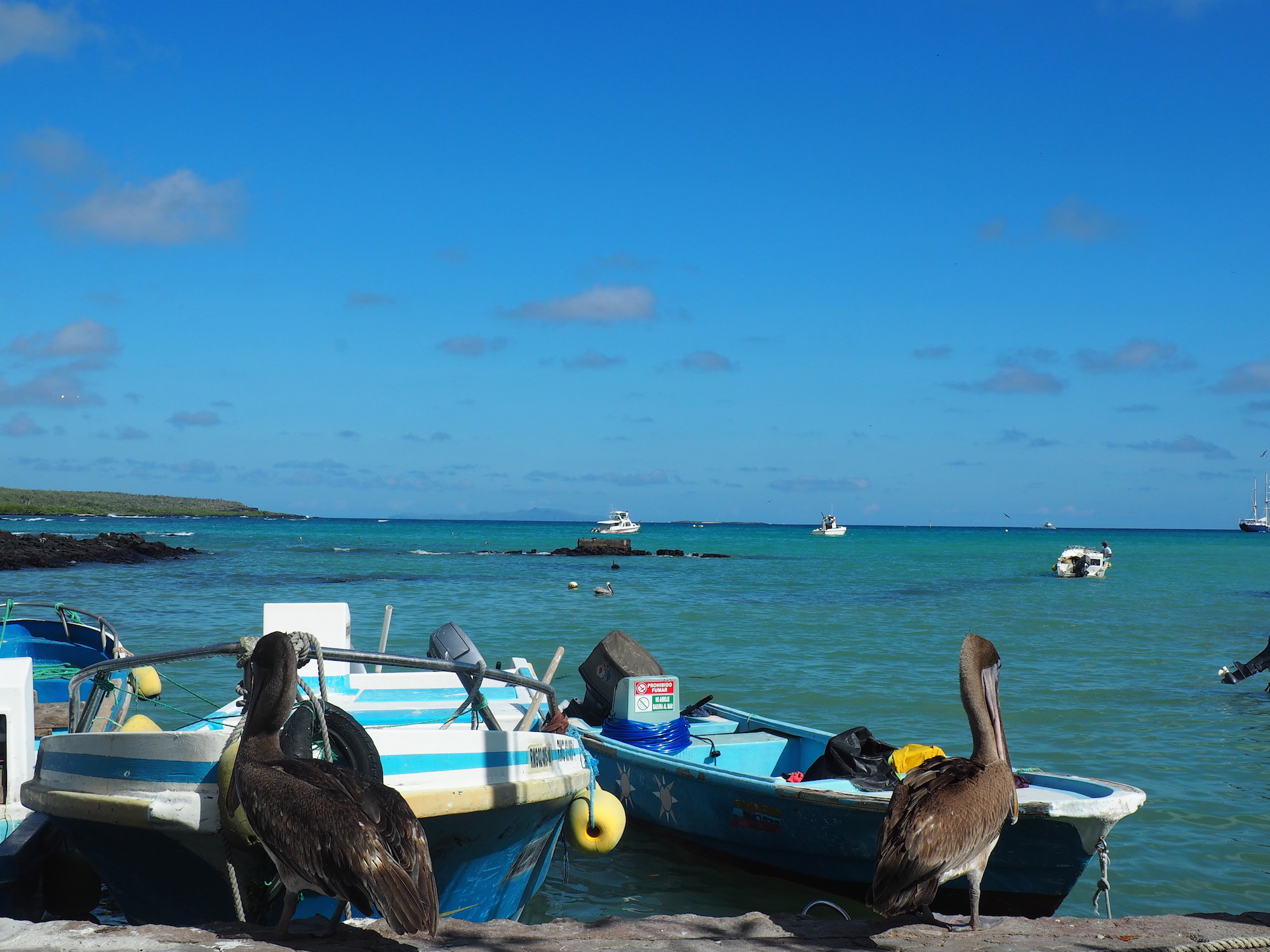 Santa cruz galapagos