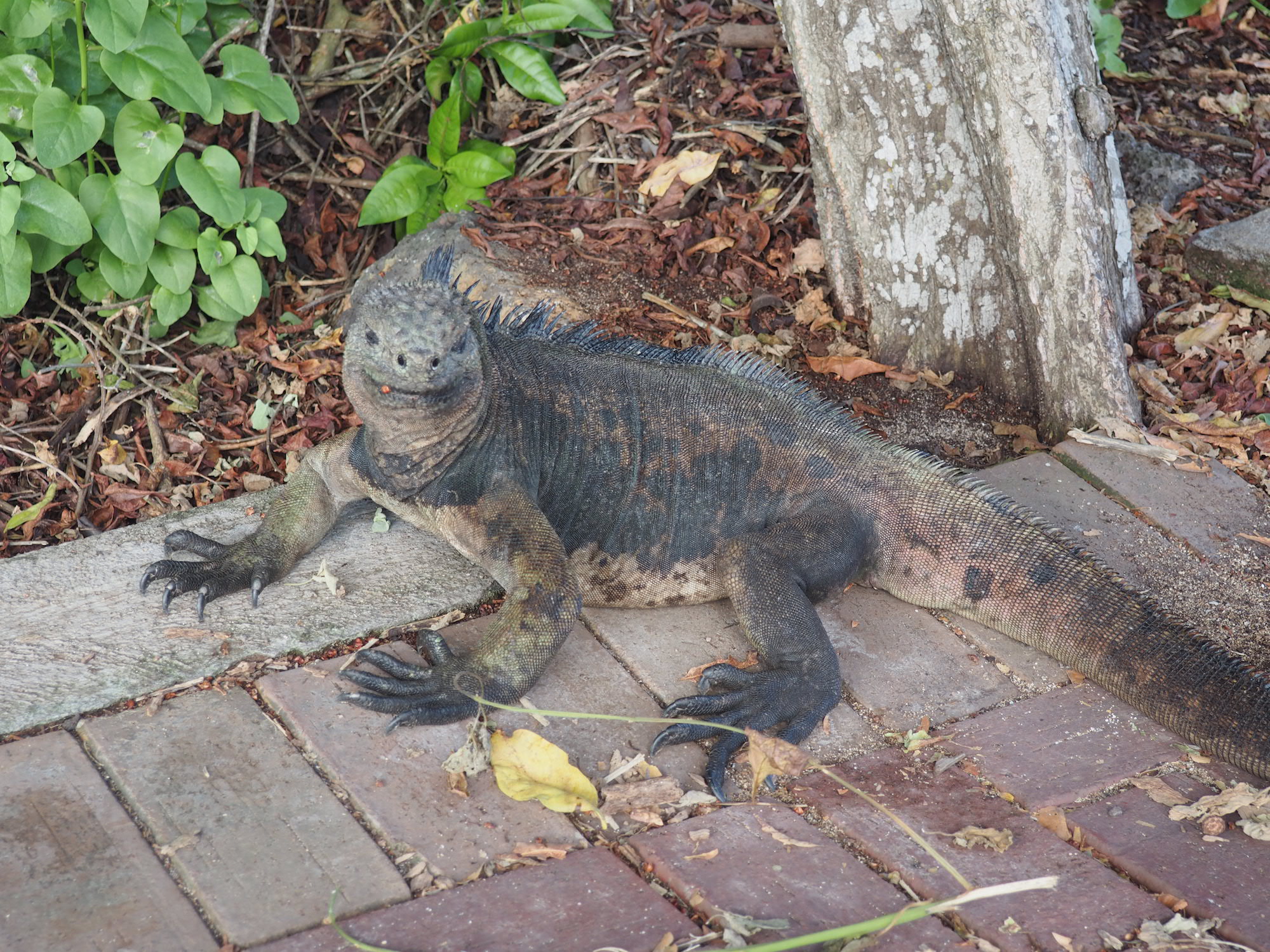 Santa cruz galapagos iguane