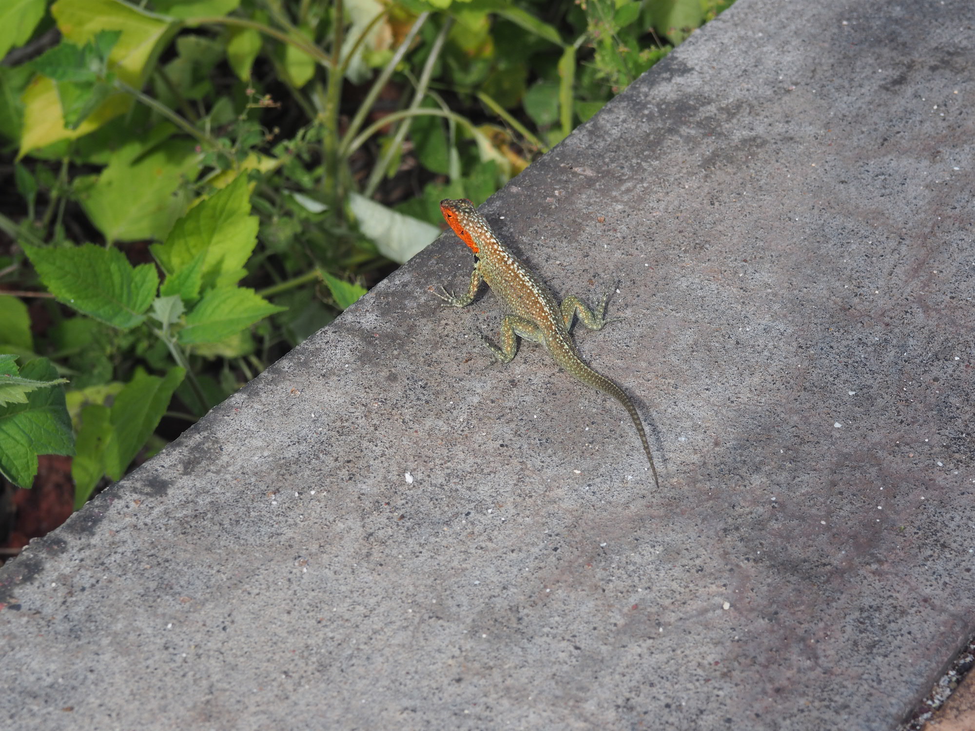 Santa cruz galapagos lezard