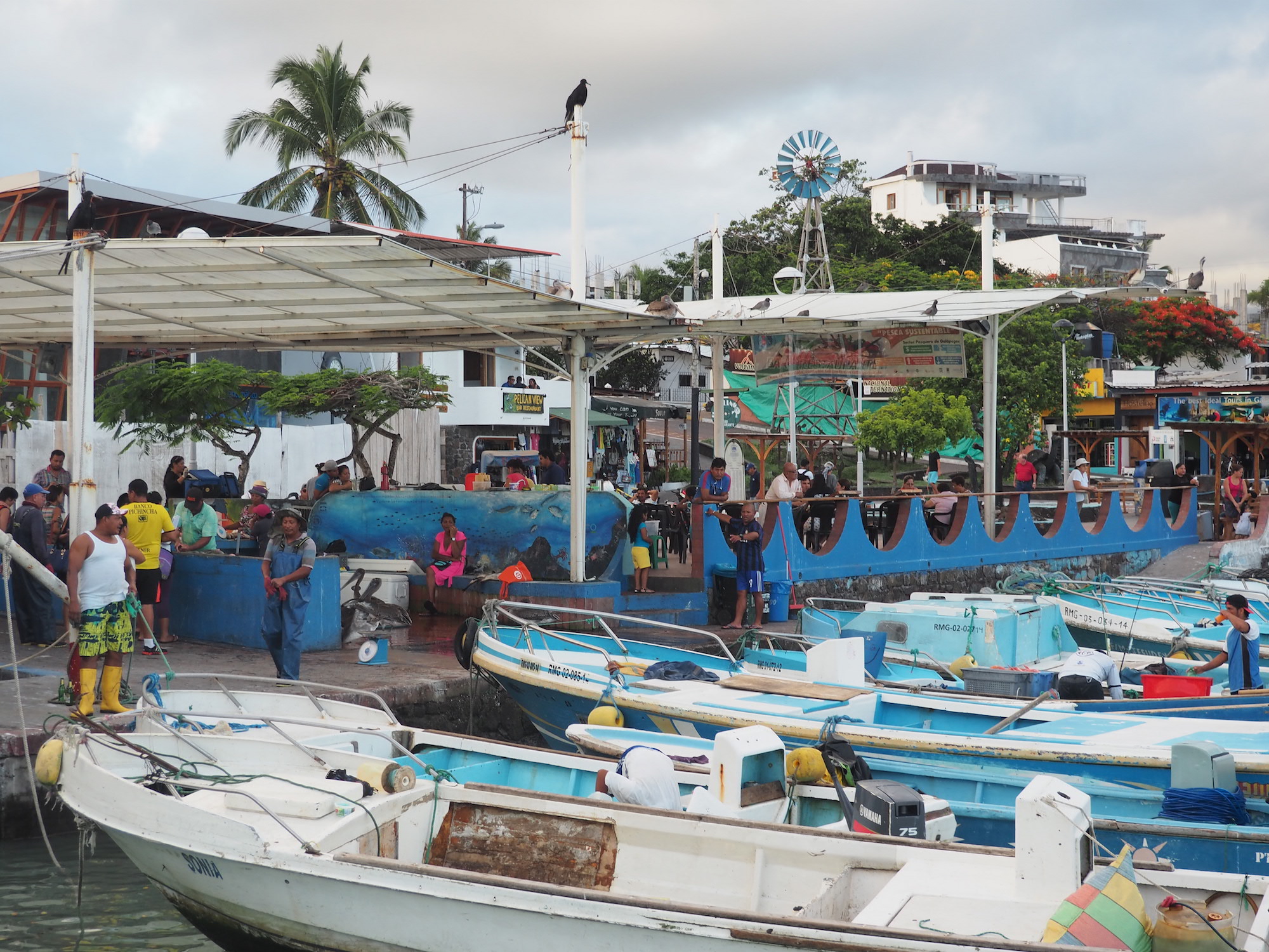 Santa cruz galapagos port