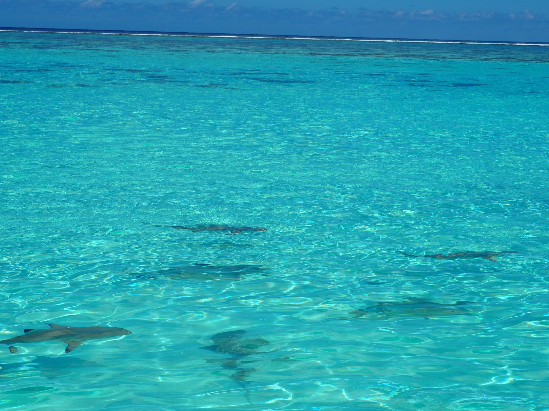 Moorea