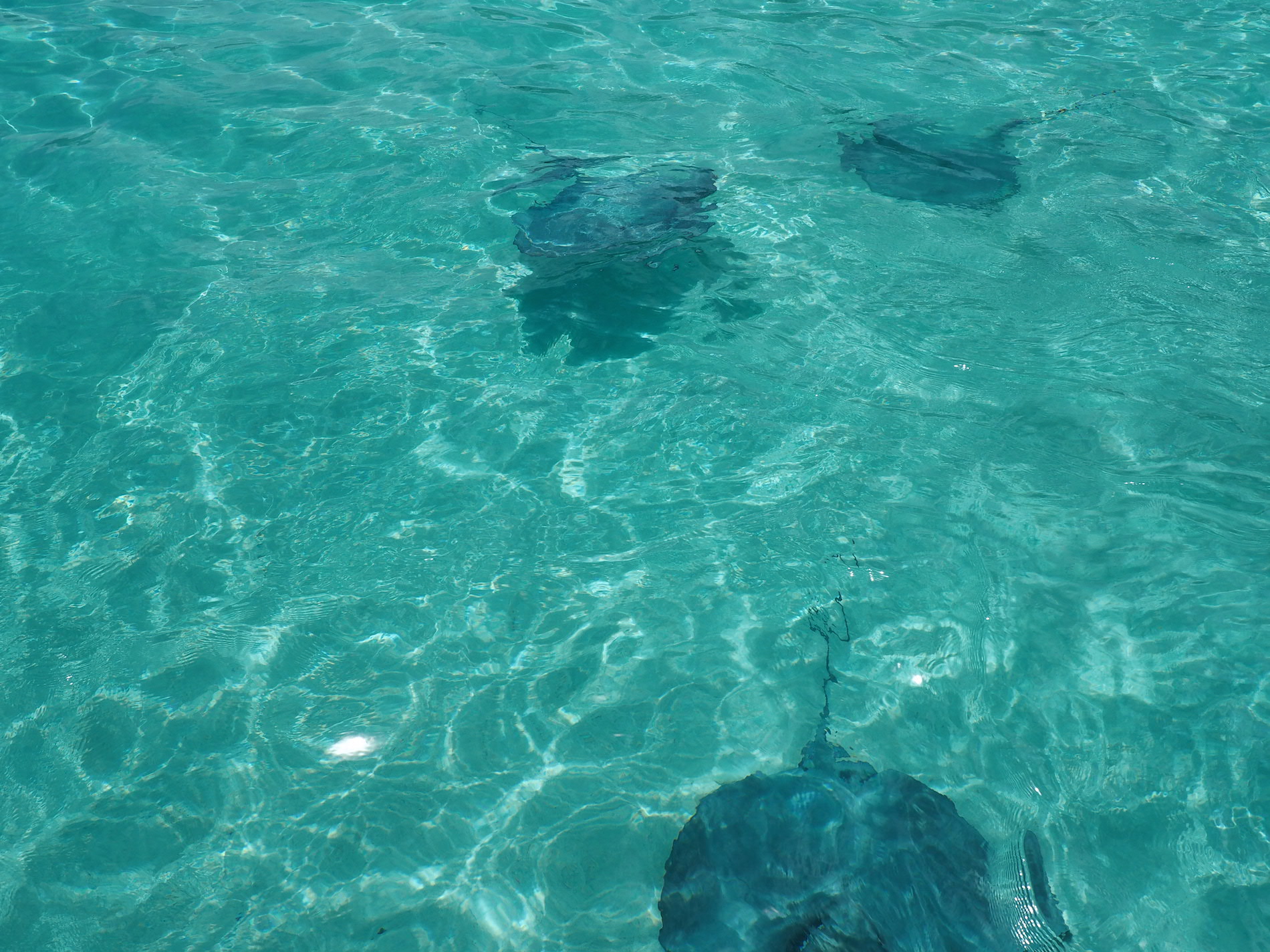 Moorea