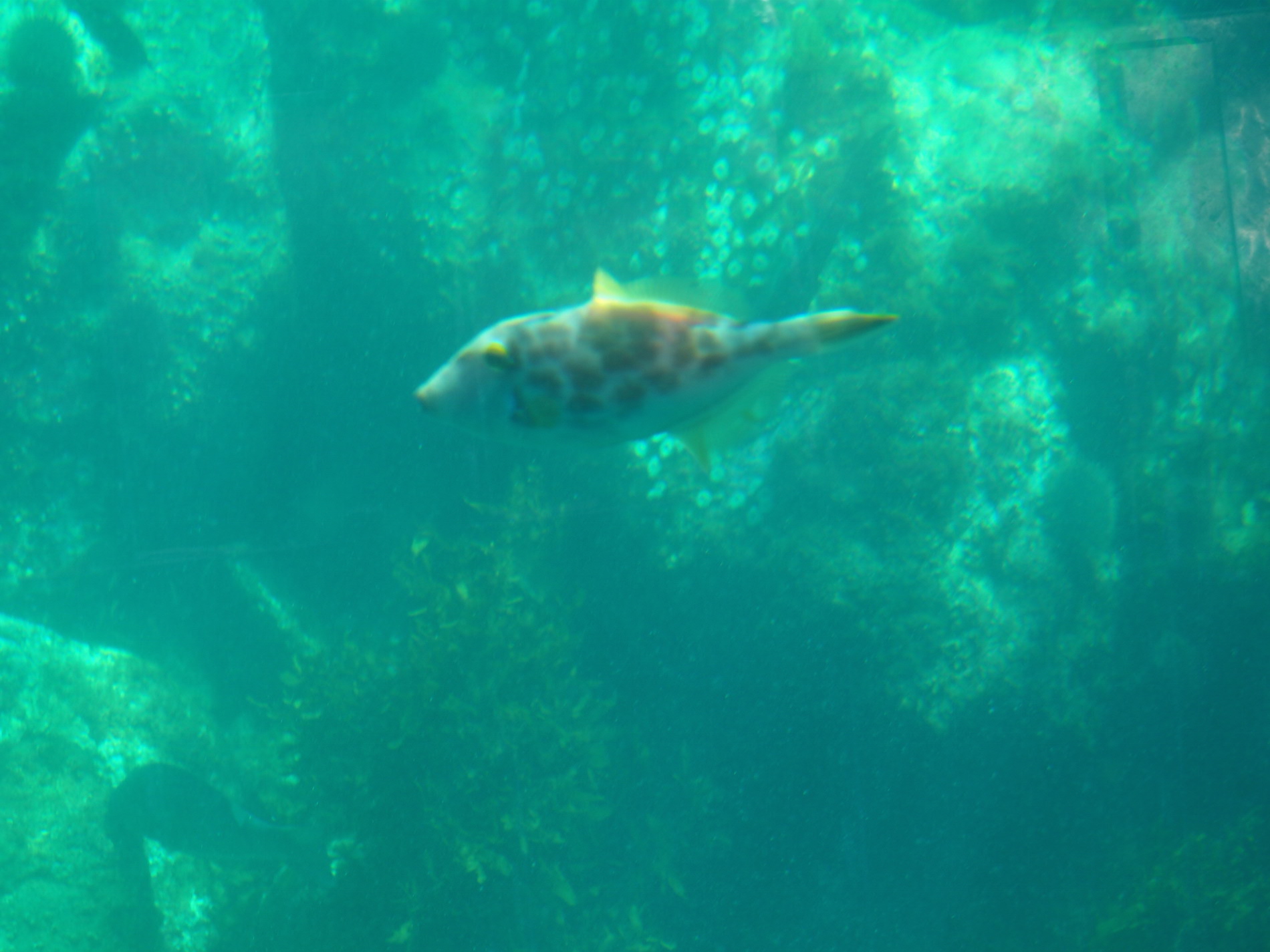 Hahei