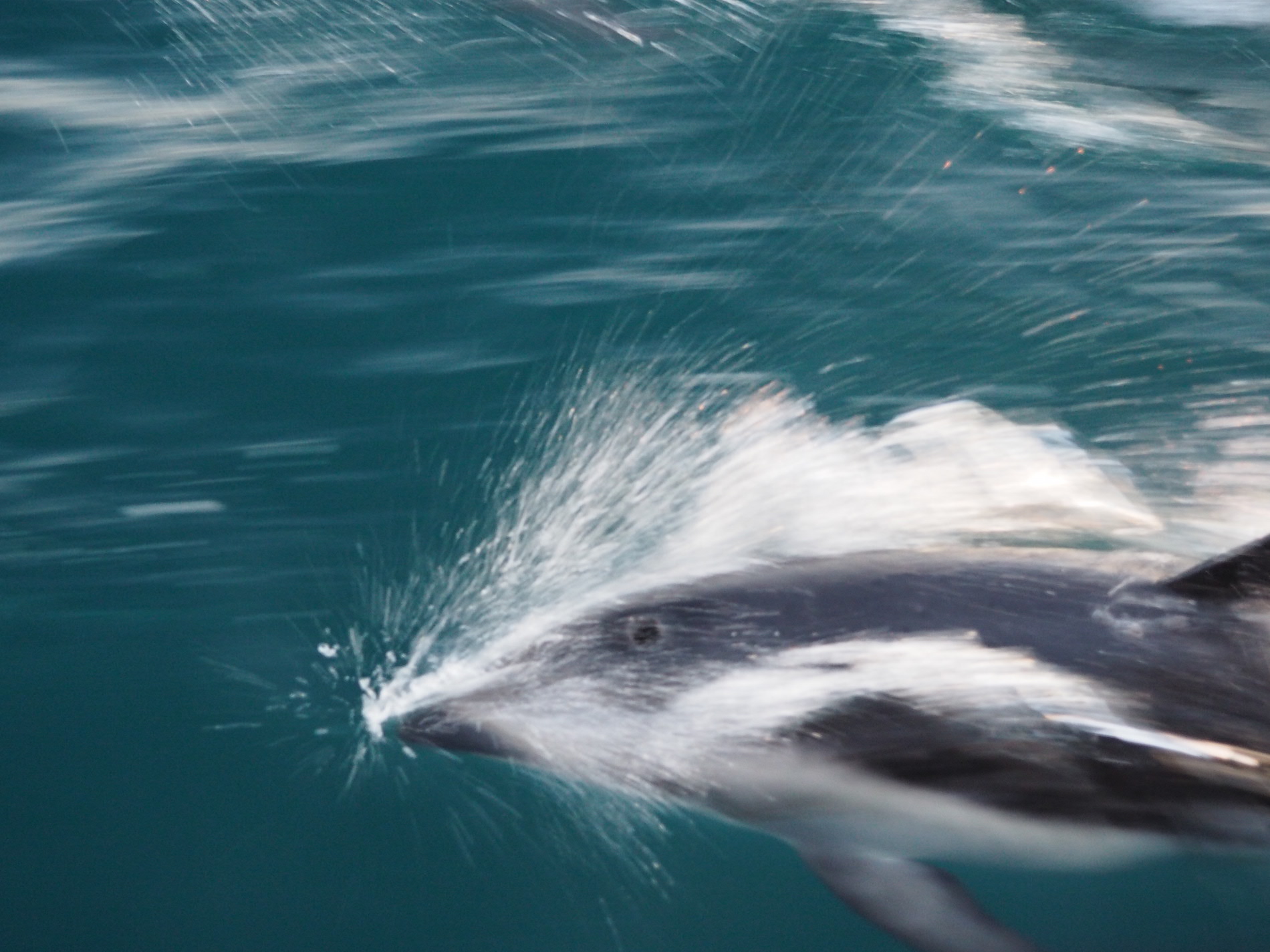 kaikoura