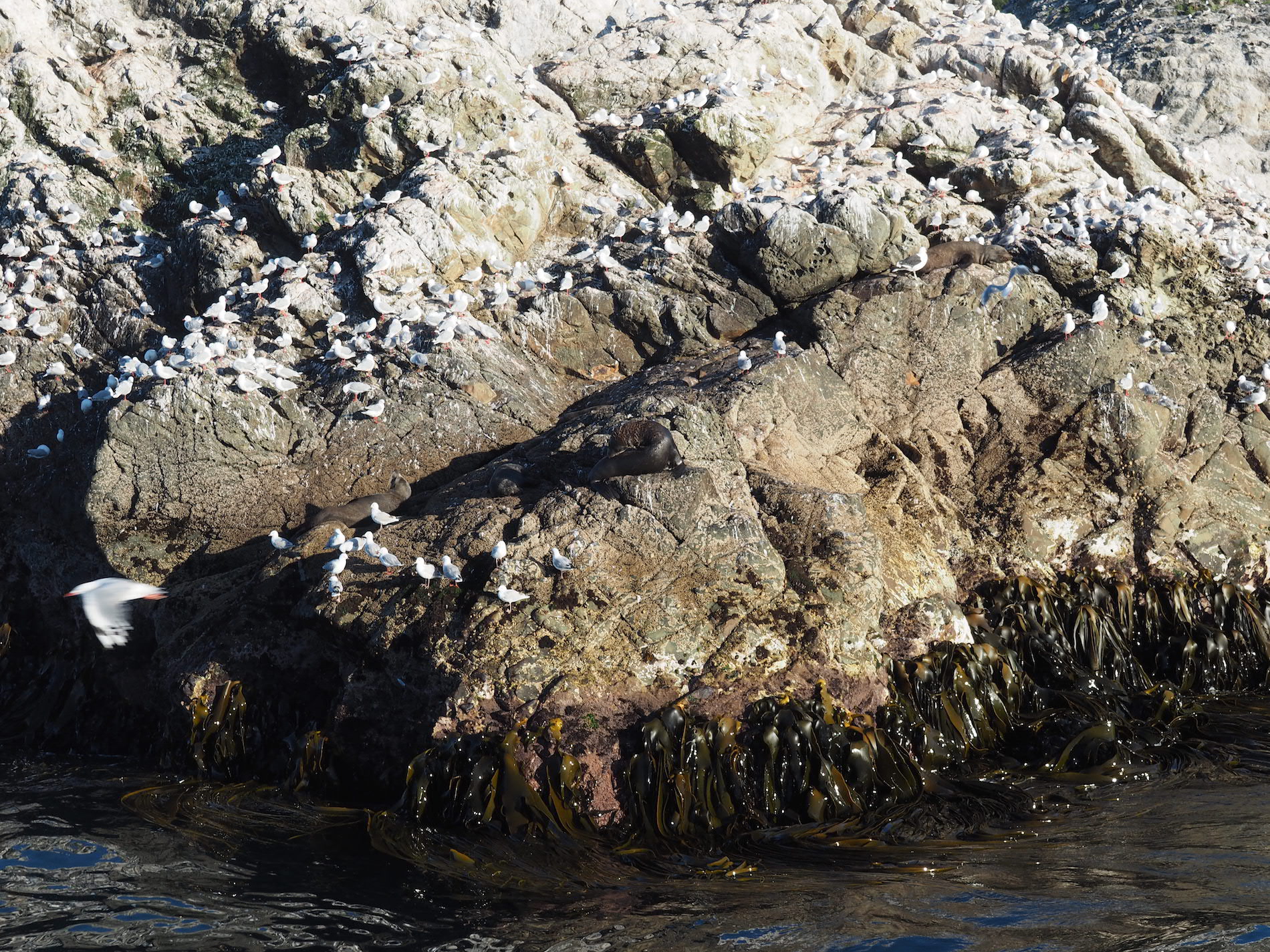 kaikoura