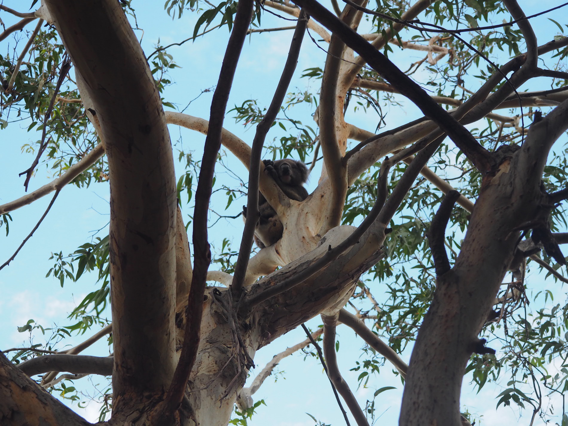 Great Ocean Road - Road trip Australie en famille