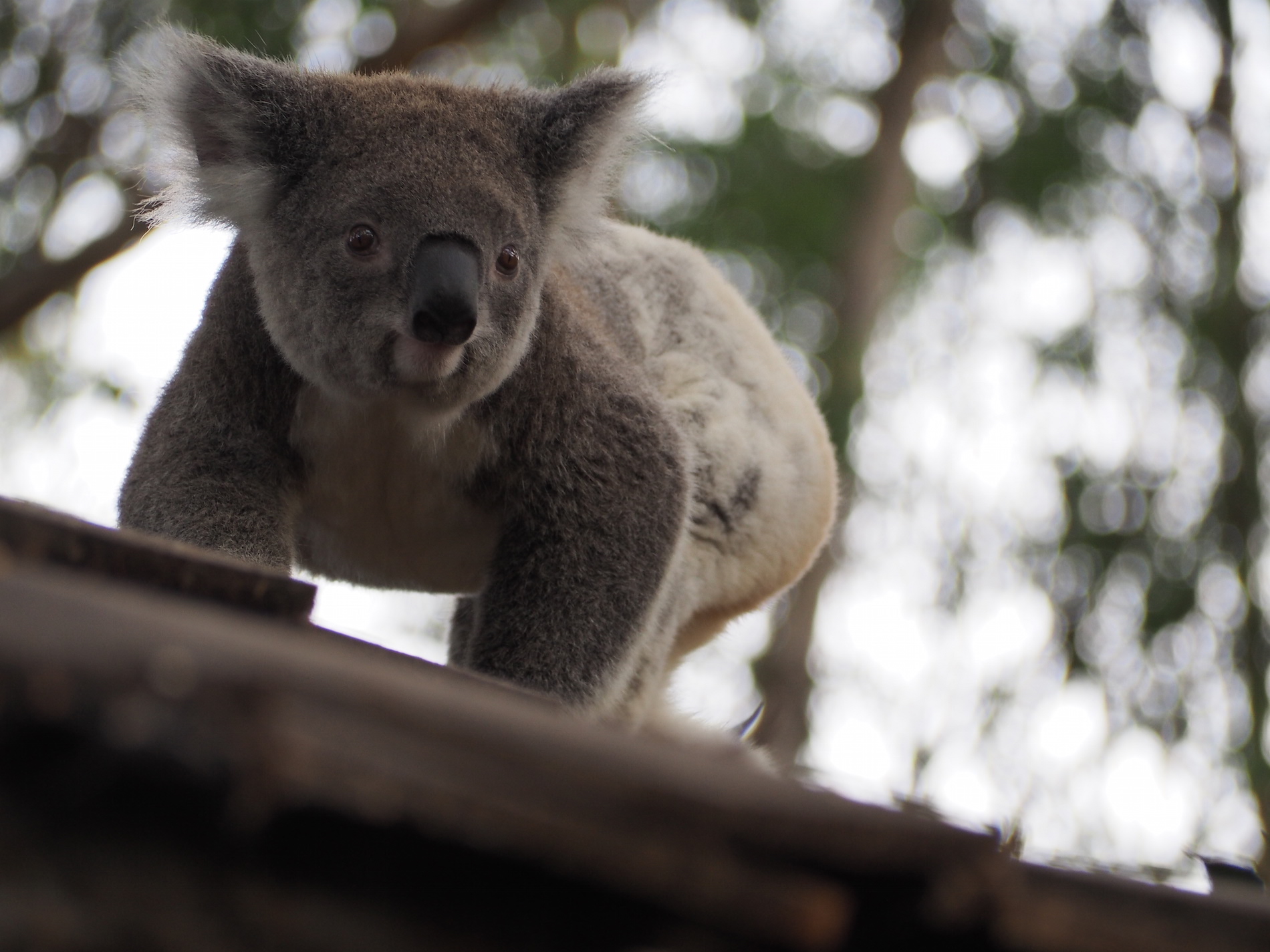 Koala Hospital