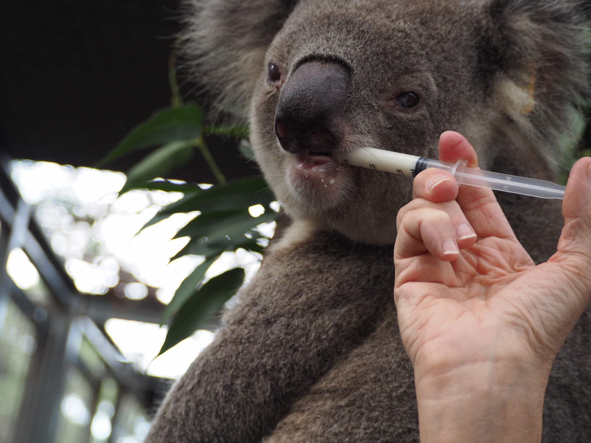 Koala Hospital