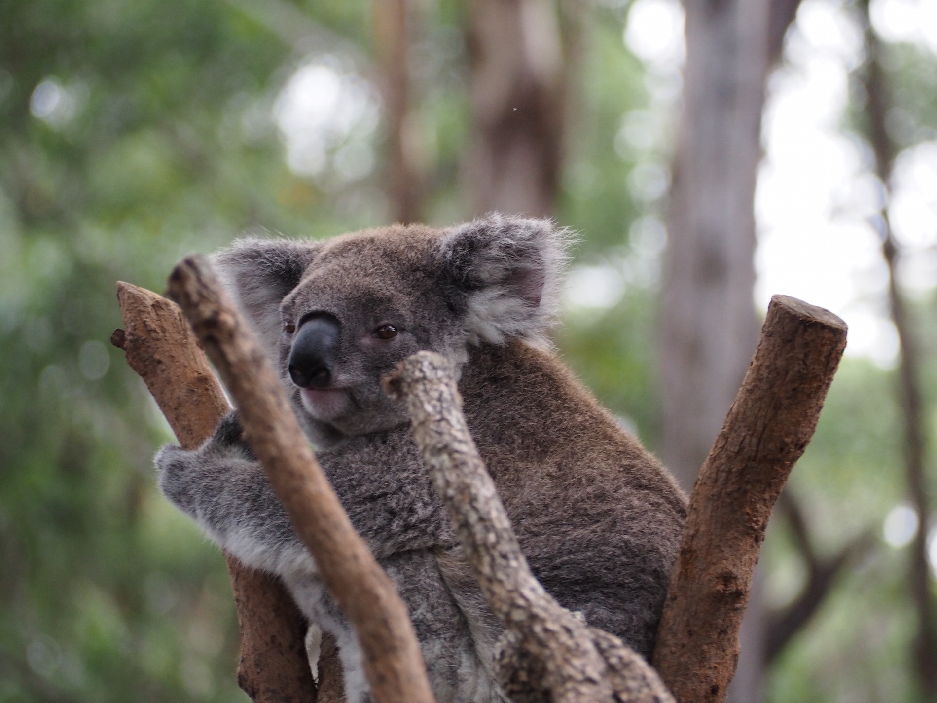 Koala Hospital